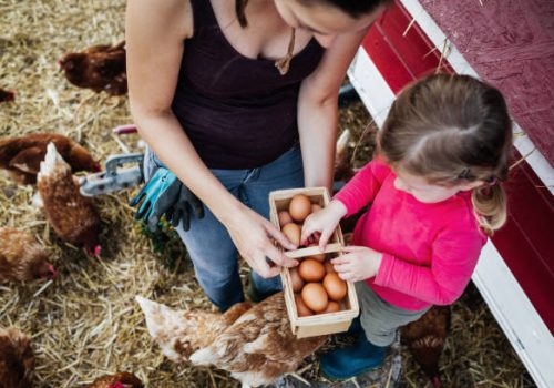 An aerial view of a mother and daughter collecting chicken eggs from the coop and putting them in a small basket.